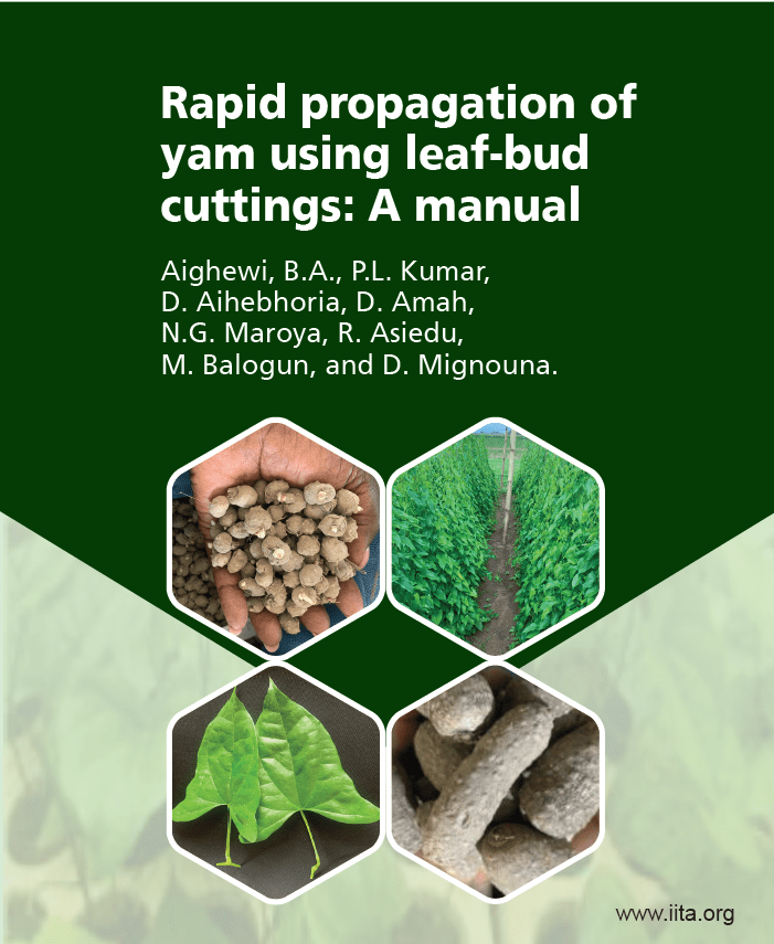Yam Seed System – PROSSIVA